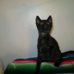 Savannah, F-7B, Black on Black, Female, DOB 6/3/17