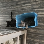 Bagheera and Baloo, Savannah, F-7B, Black on Black, Female, DOB 6/3/17