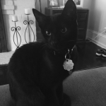 Bagheera, Savannah, F-7B, Black on Black, Female, DOB 6/3/17