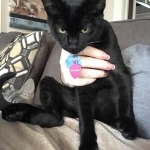 Bagheera, Savannah, F-7B, Black on Black, Female, DOB 6/3/17