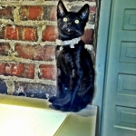 Bagheera, Savannah, F-7B, Black on Black, Female, DOB 6/3/17