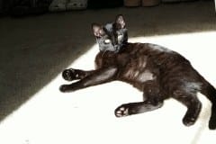 Chapito, Savannah F-7B Black on Black Male DOB 6-3-17