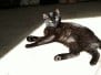 Chapito, Savannah F-7B Black on Black Male DOB 6-3-17