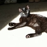 Chapito, Savannah, Black on Black, Male, DOB 6/3/17