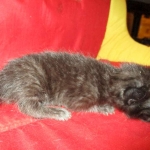 Savannah, Black on Black, Male, DOB 6/3/17