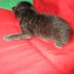 Savannah, Black on Black, Male, DOB 6/3/17