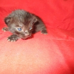 Savannah, Black on Black, Male, DOB 6/3/17