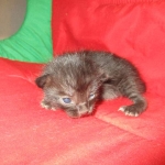 Savannah, Black on Black, Male, DOB 6/3/17