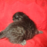 Savannah, Black on Black, Male, DOB 6/3/17