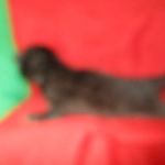 Savannah, Black on Black, Male, DOB 6/3/17