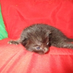 Savannah, Black on Black, Male, DOB 6/3/17