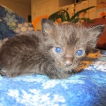 Savannah, Black on Black, Male, DOB 6/3/17