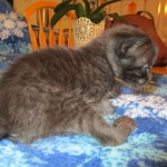 Savannah, Black on Black, Male, DOB 6/3/17