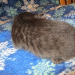 Savannah, Black on Black, Male, DOB 6/3/17