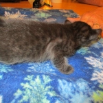 Savannah, Black on Black, Male, DOB 6/3/17