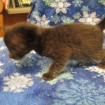 Savannah, Black on Black, Male, DOB 6/3/17