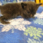 Savannah, Black on Black, Male, DOB 6/3/17