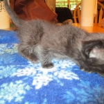 Savannah, Black on Black, Male, DOB 6/3/17