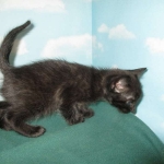 Savannah, Black on Black, Male, DOB 6/3/17