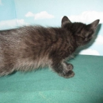 Savannah, Black on Black, Male, DOB 6/3/17