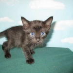 Savannah, Black on Black, Male, DOB 6/3/17