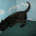 Savannah, Black on Black, Male, DOB 6/3/17