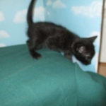 Savannah, Black on Black, Male, DOB 6/3/17