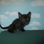 Savannah, Black on Black, Male, DOB 6/3/17