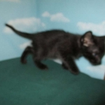 Savannah, Black on Black, Male, DOB 6/3/17