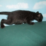 Savannah, Black on Black, Male, DOB 6/3/17