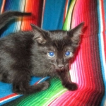 Savannah, Black on Black, Male, DOB 6/3/17