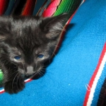 Savannah, Black on Black, Male, DOB 6/3/17