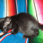 Savannah, Black on Black, Male, DOB 6/3/17