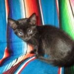 Savannah, Black on Black, Male, DOB 6/3/17