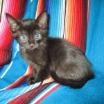 Savannah, Black on Black, Male, DOB 6/3/17