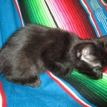 Savannah, Black on Black, Male, DOB 6/3/17