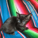 Savannah, Black on Black, Male, DOB 6/3/17