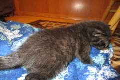 Vader, Savannah F-7B Black on Black Male DOB 7-29-16