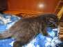 Vader, Savannah F-7B Black on Black Male DOB 7-29-16