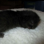 Savannah, Black on Black Male DOB 7-29-16
