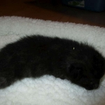 Savannah, Black on Black Male DOB 7-29-16