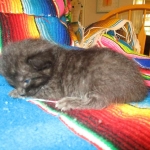 Savannah, Black on Black Male DOB 7-29-16