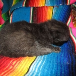 Savannah, Black on Black Male DOB 7-29-16