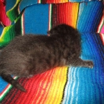 Savannah, Black on Black Male DOB 7-29-16