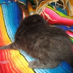 Savannah, Black on Black Male DOB 7-29-16