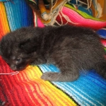 Savannah, Black on Black Male DOB 7-29-16