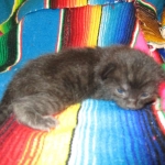 Savannah, Black on Black Male DOB 7-29-16