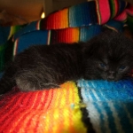 Savannah, Black on Black Male DOB 7-29-16