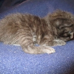 Savannah, Black on Black Male DOB 7-29-16