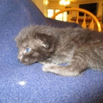 Savannah, Black on Black Male DOB 7-29-16